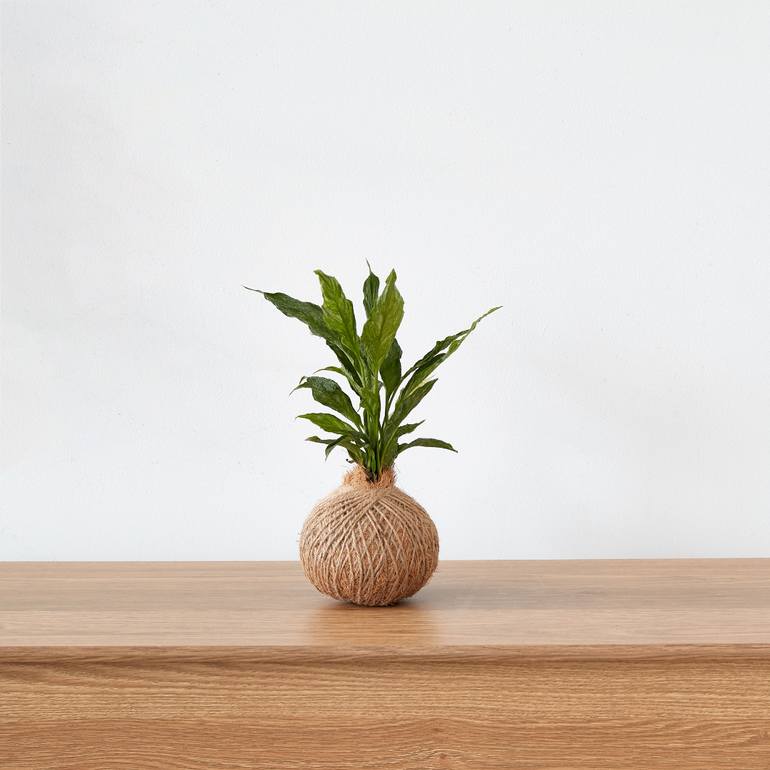 Urban Oasis Kokedama Small - Gro Urban Oasis