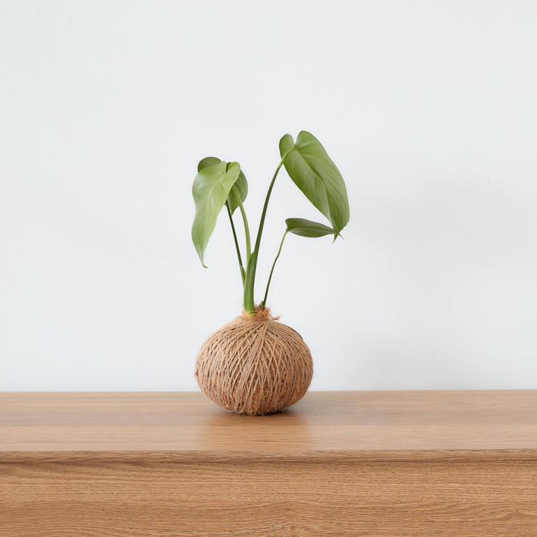 Urban Oasis Kokedama Medium - Gro Urban Oasis
