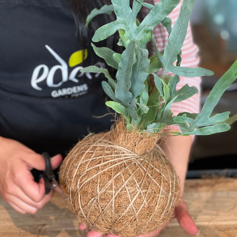 Urban Oasis Kokedama Small - Gro Urban Oasis