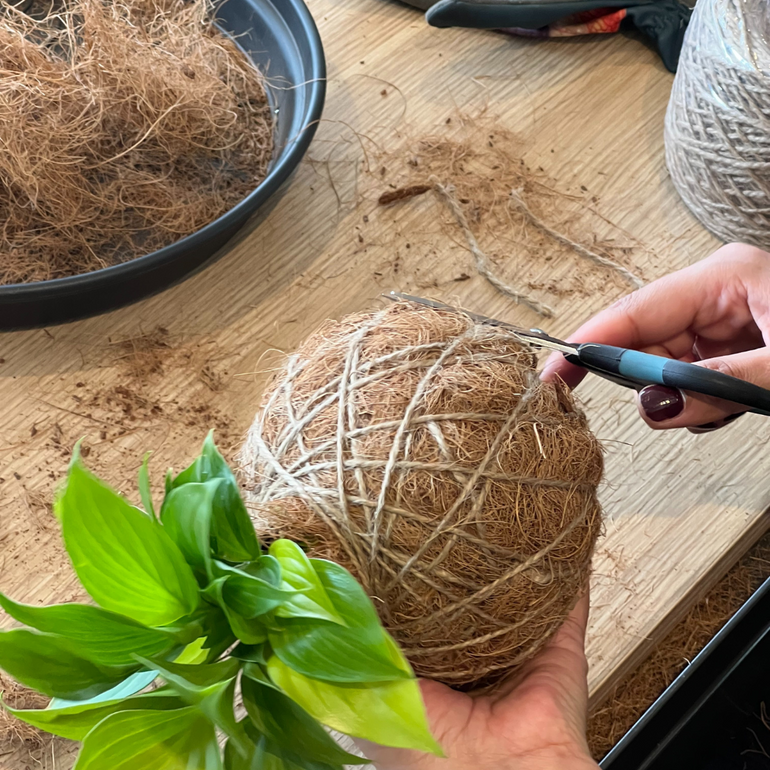 Urban Oasis Kokedama Small - Gro Urban Oasis