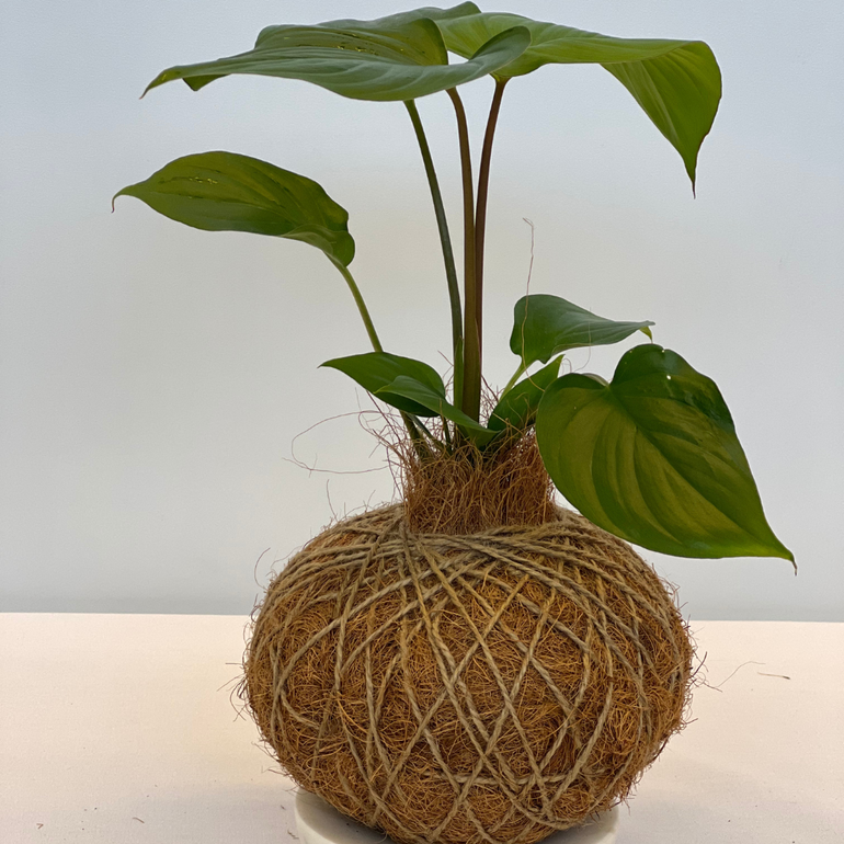 Urban Oasis Kokedama Large - Gro Urban Oasis