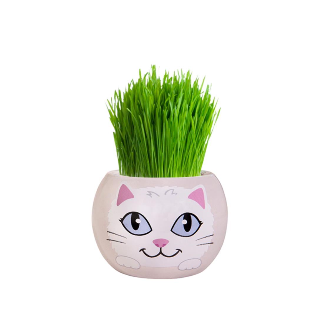 Mr Fothergills Kitty Grass Hair Kit - Gro Urban Oasis