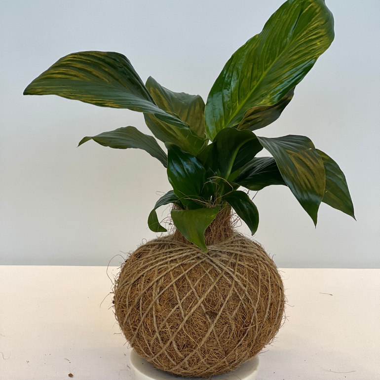 Urban Oasis Kokedama Medium - Gro Urban Oasis