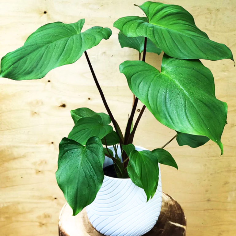 Queen Of Hearts (Homalomena Hybrid Maggie) 200mm - Gro Urban Oasis