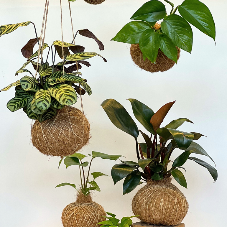 Urban Oasis Kokedama Small - Gro Urban Oasis