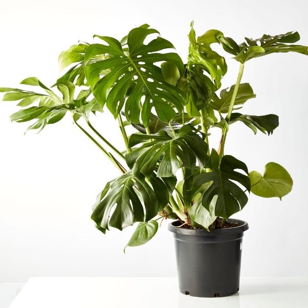 fruit salad plant care indoors Fruit Salad Plant 300mm