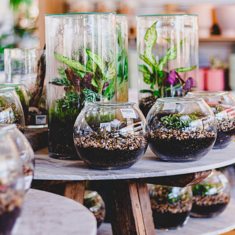 Terrarium Workshop - Gro Urban Oasis