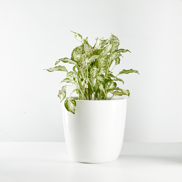 Dumb Cane (Dieffenbachia) Assorted 200mm - Gro Urban Oasis