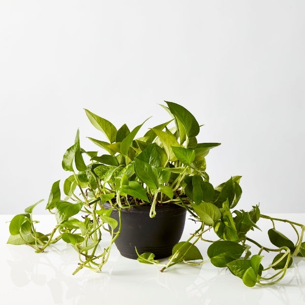 urban pothos Golden Pothos (Epipremnum aureum) Hanging Indoor Plant
