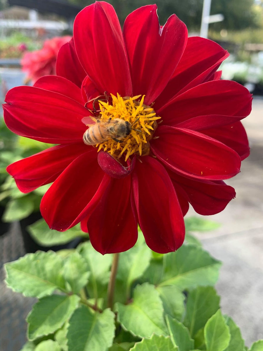 Bee Day – 20th May
