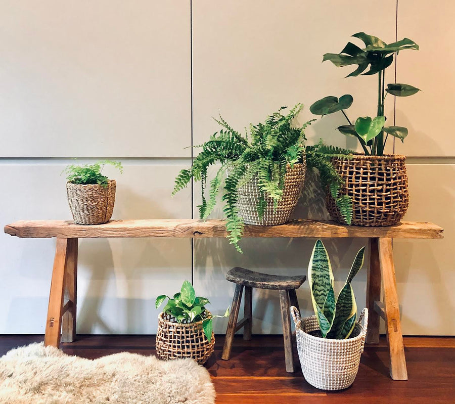 First time plant parent, find your perfect plant match
