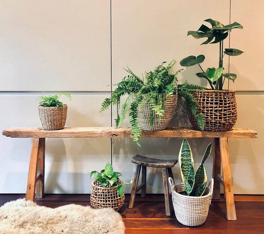 Tips for looking after your indoor plants