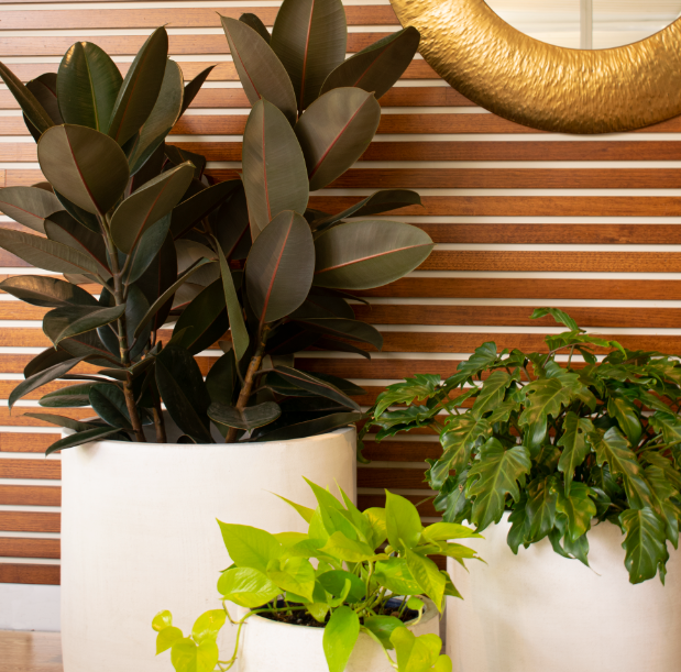 Highlight Plants for your Green Indoor Oasis