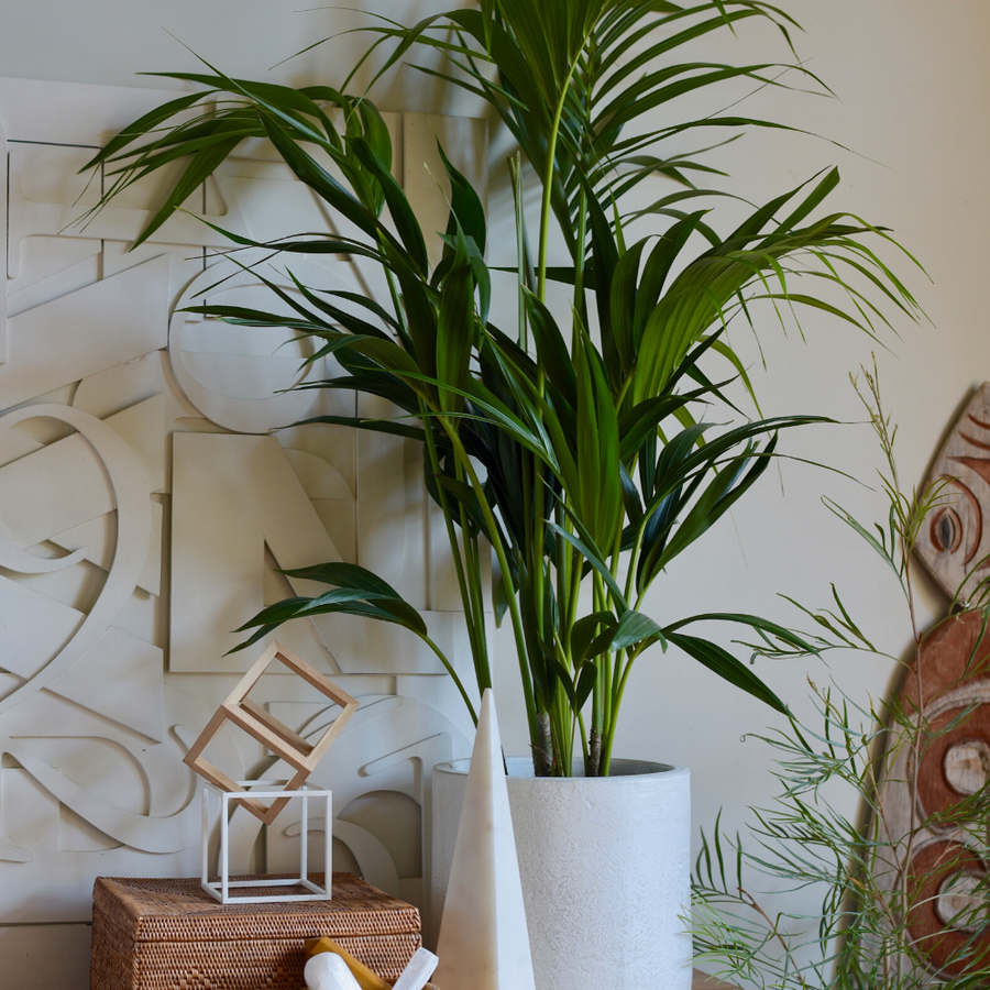 Australian Natives in ANY space