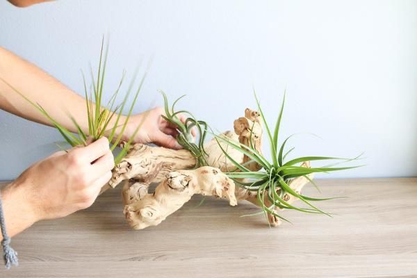 Air plants (Tillandsias)