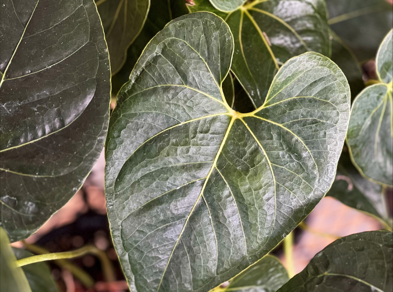 Anthurium Decipiens