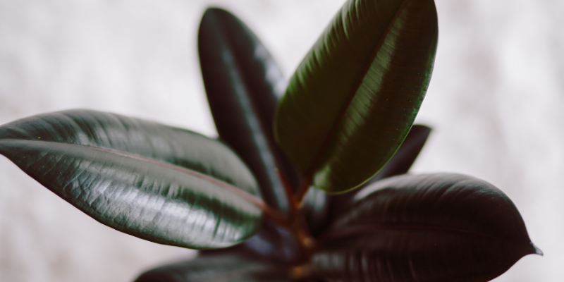 Rubber Plant Burgundy