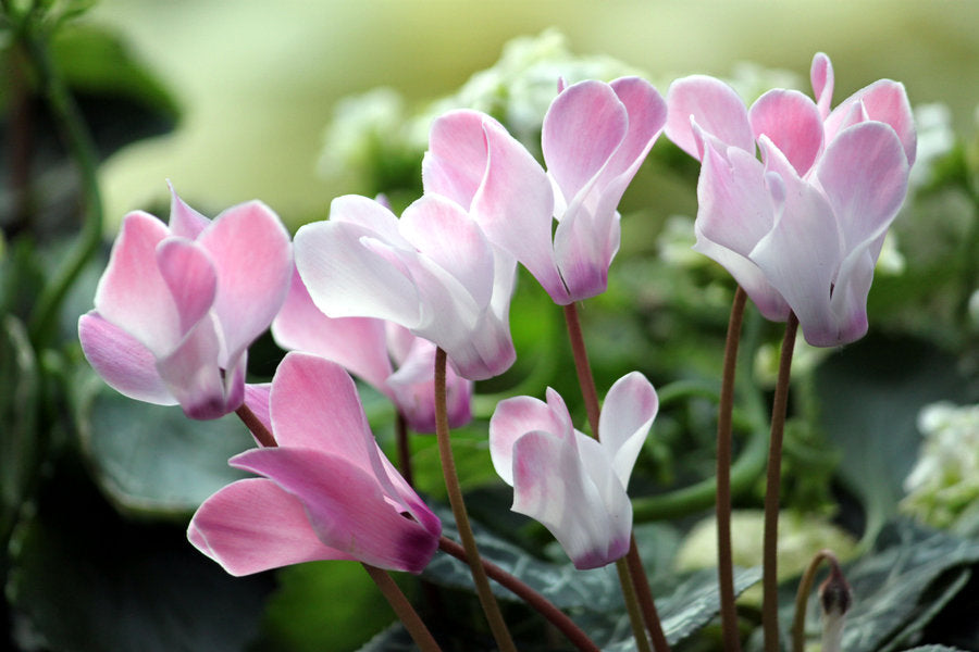 Cyclamen