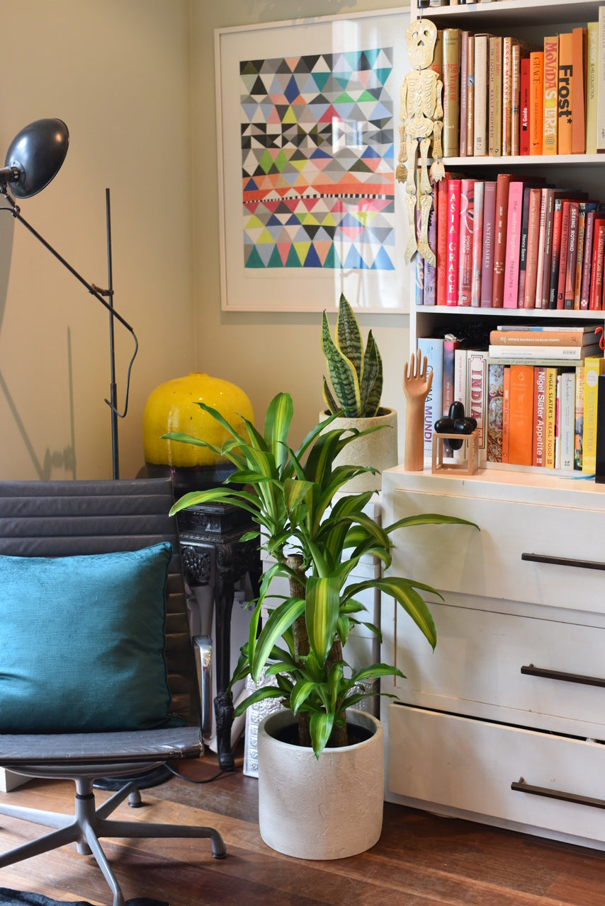 Plants for Every living space
