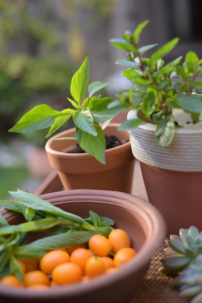Herbs and Wellness, Tea