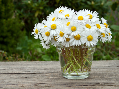 Easter Daisies