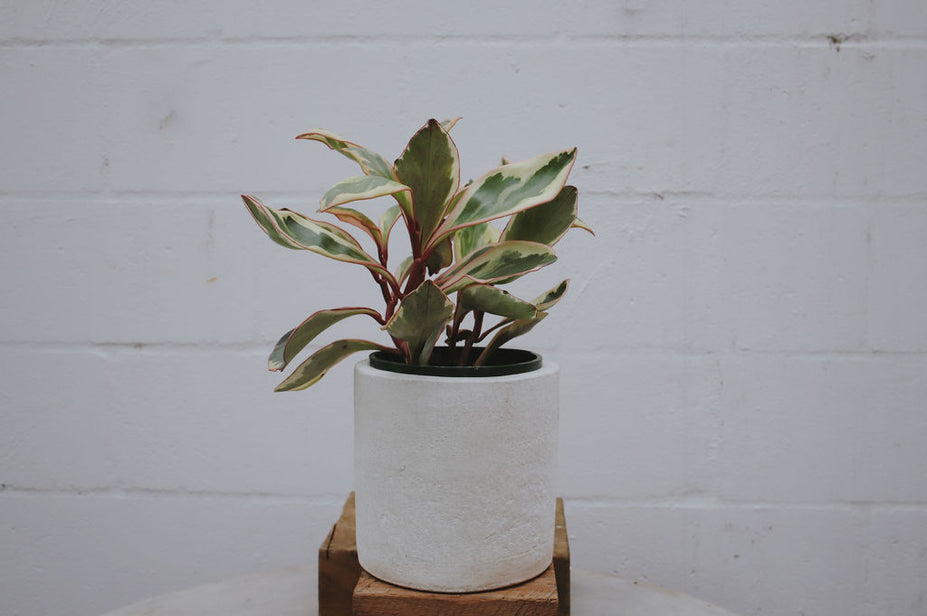 Are Your Indoor Plants Struggling? Here’s What to Do