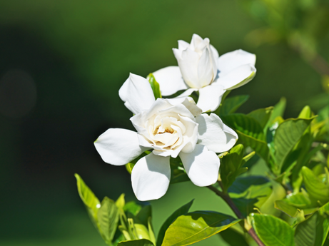 How to grow Gardenias