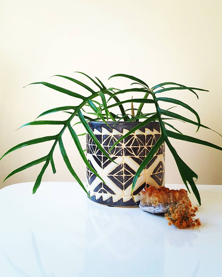 How to Look After Your Indoor Plants