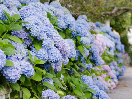 Hydrangeas