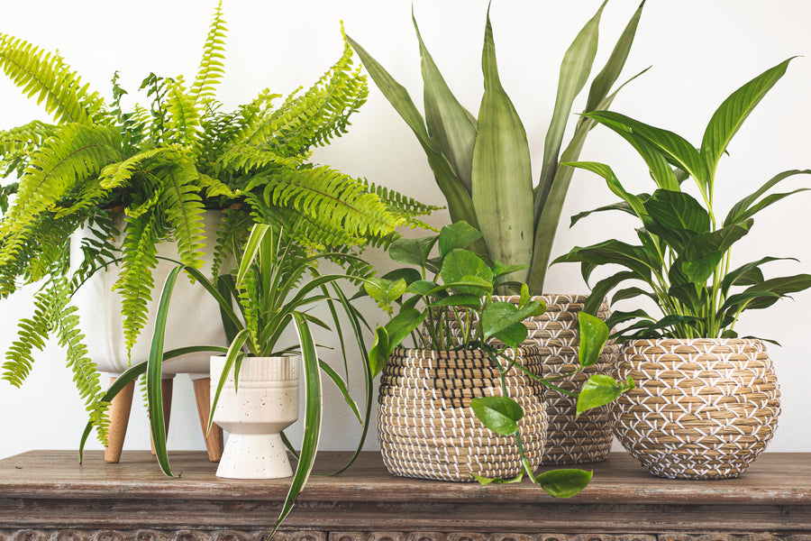 Five Superhero Plants