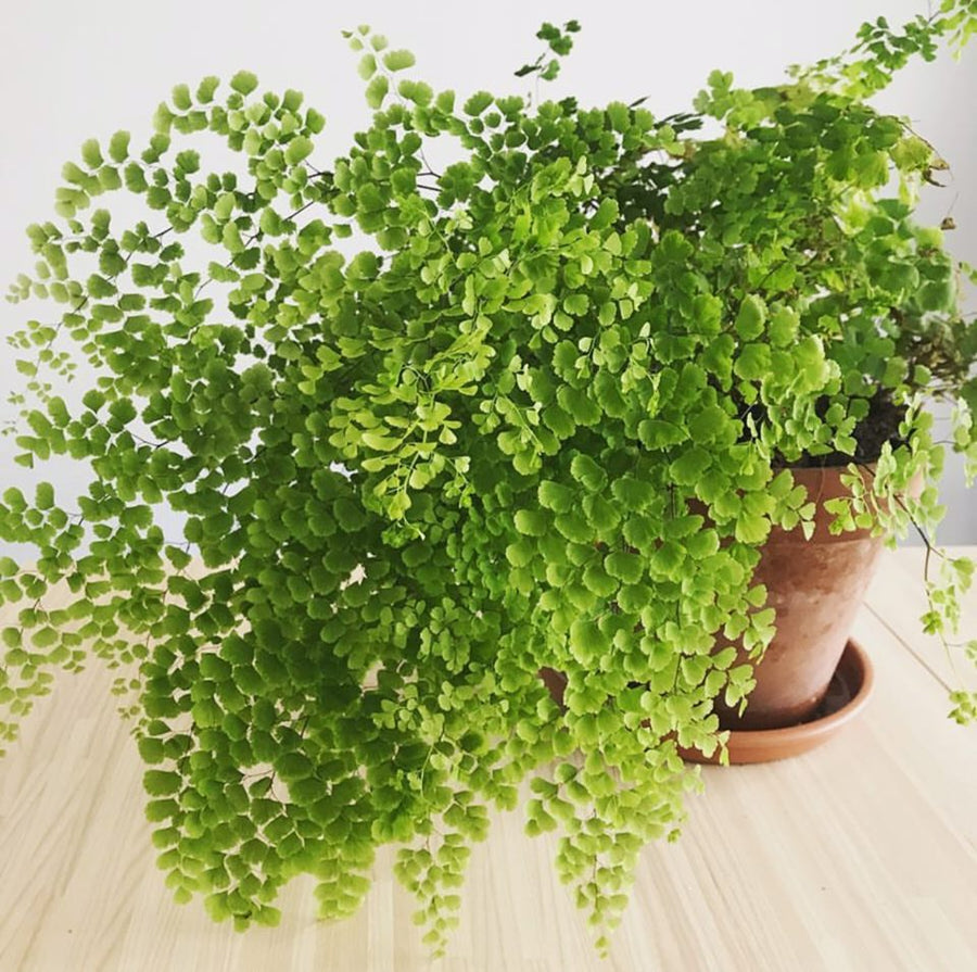 Indoor plants