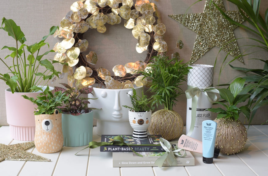 Kris Kringle Plant Presents