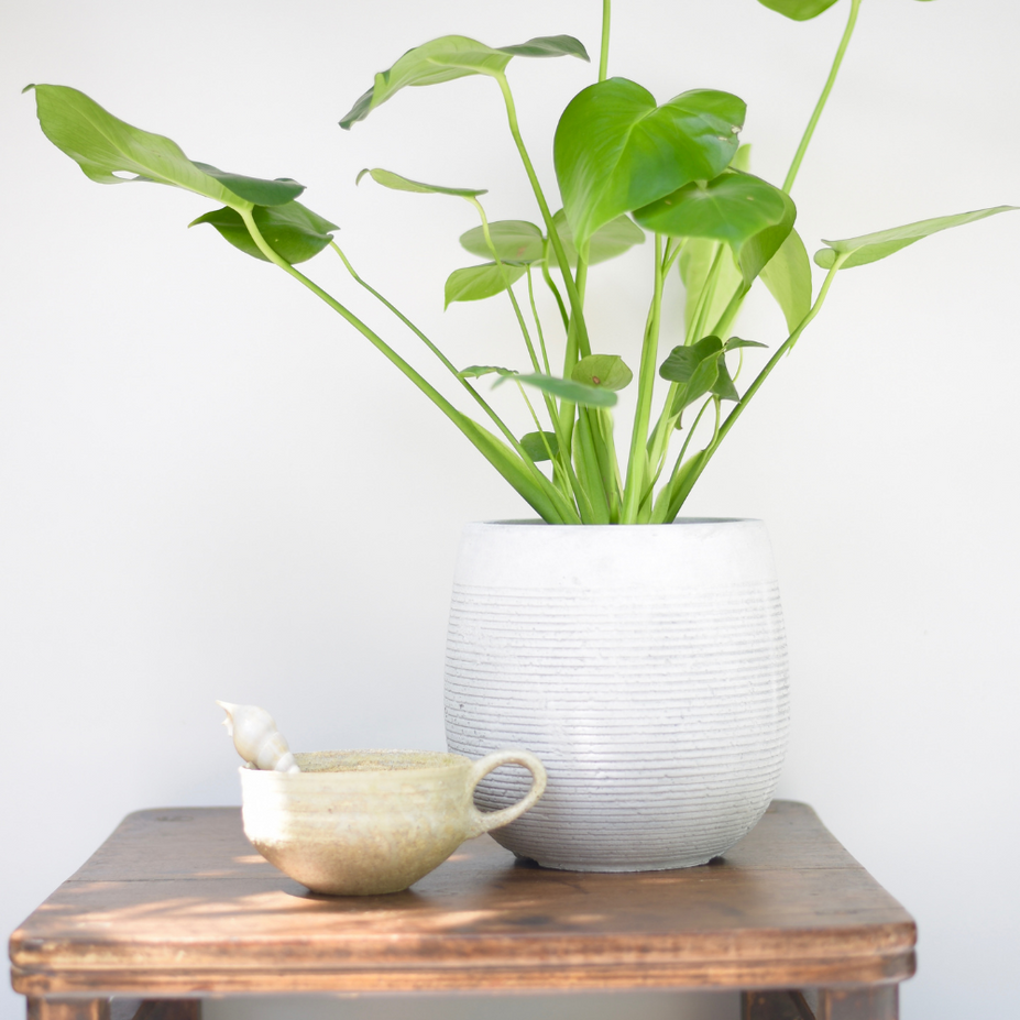 Monstera –All You Need to Know