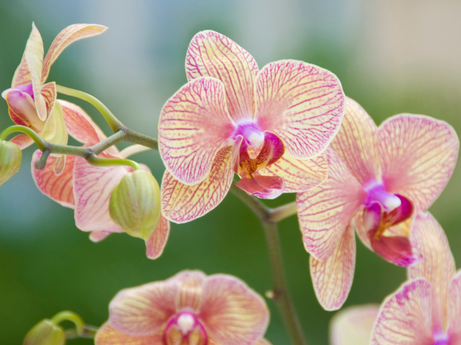 Moth Orchids