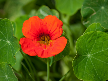 Nasturtiums