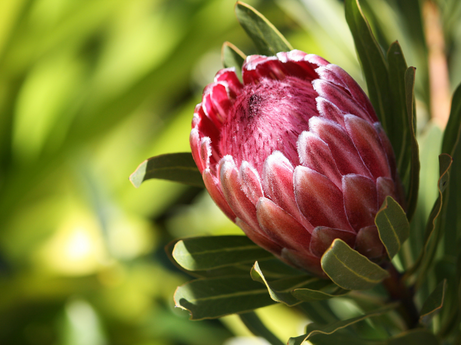 Proteas