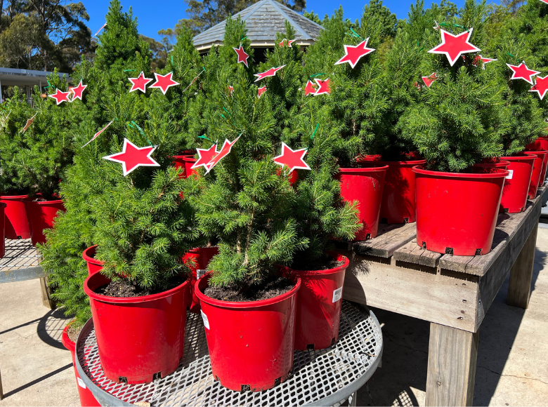 Caring for your potted Christmas Tree