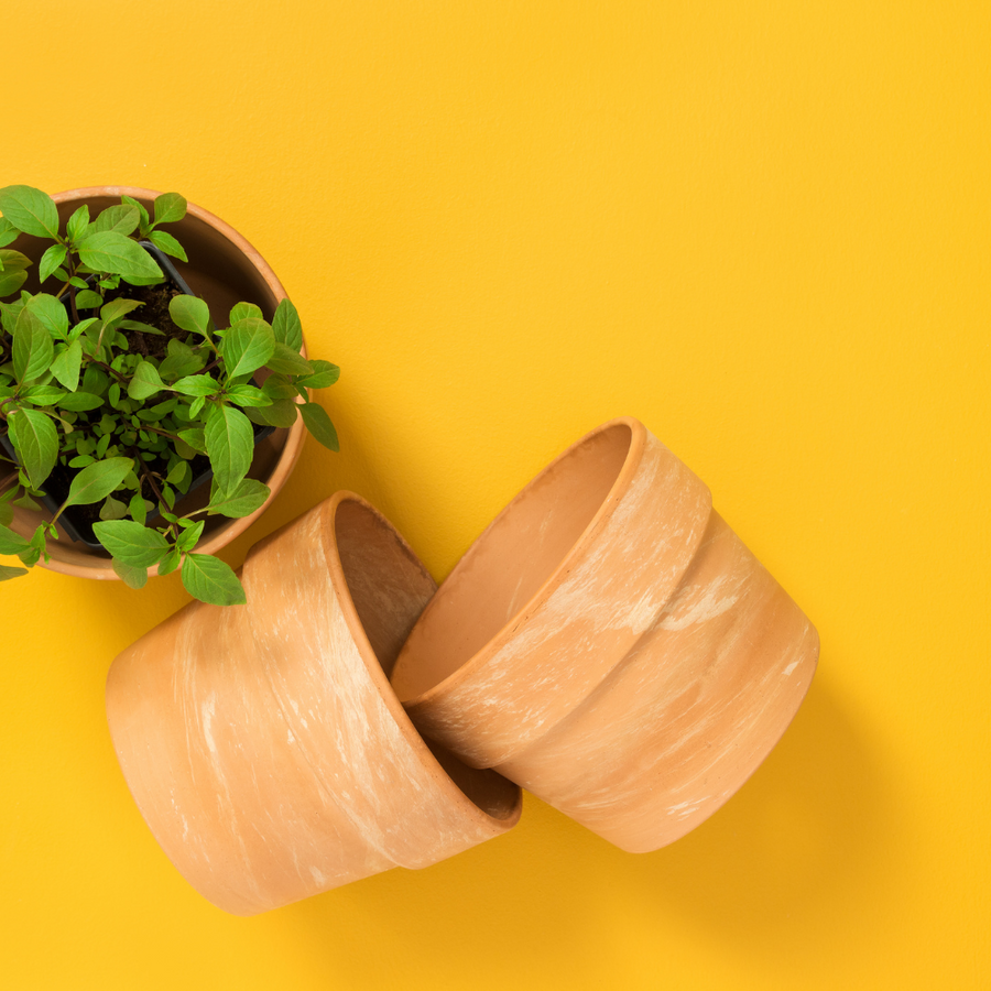 Spring Herbs