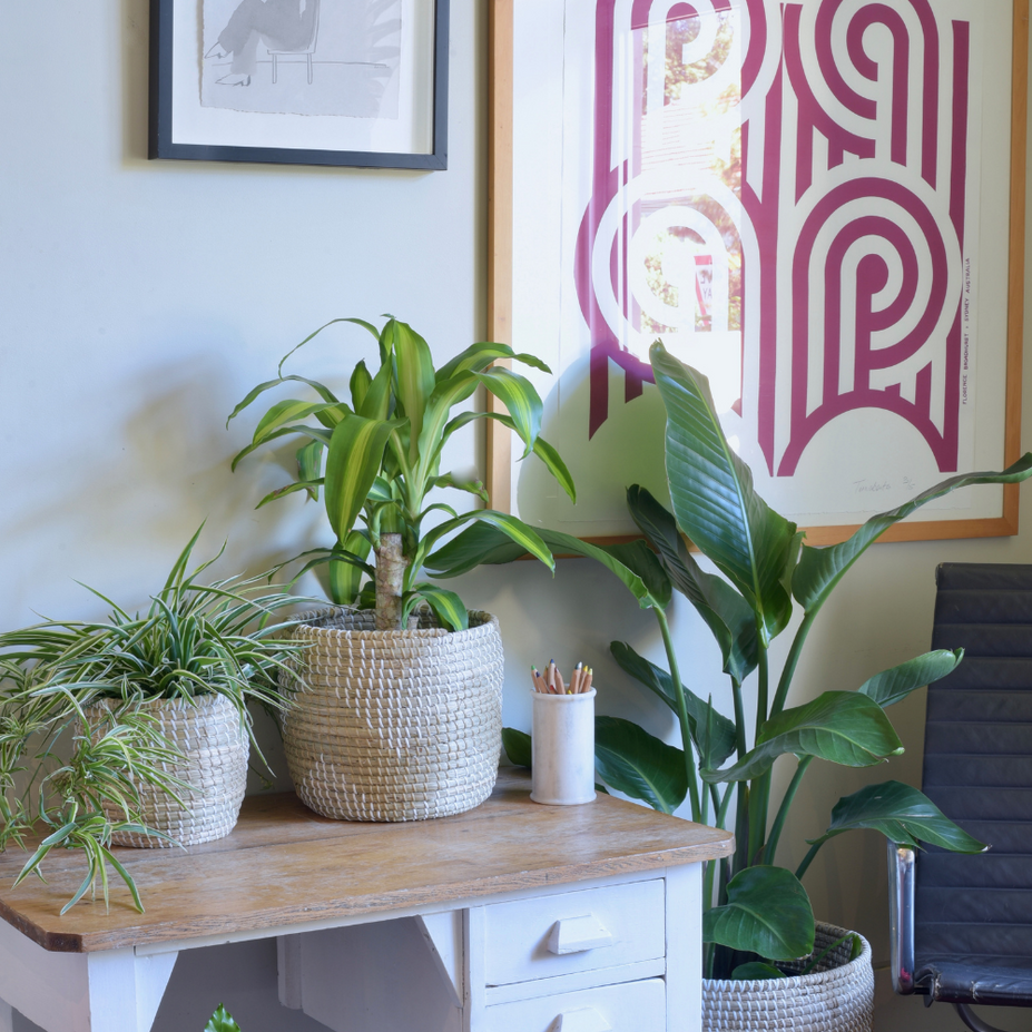 STYLING SPACES: A guide to styling with plants in your home