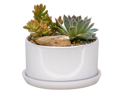 Succulent Bowls