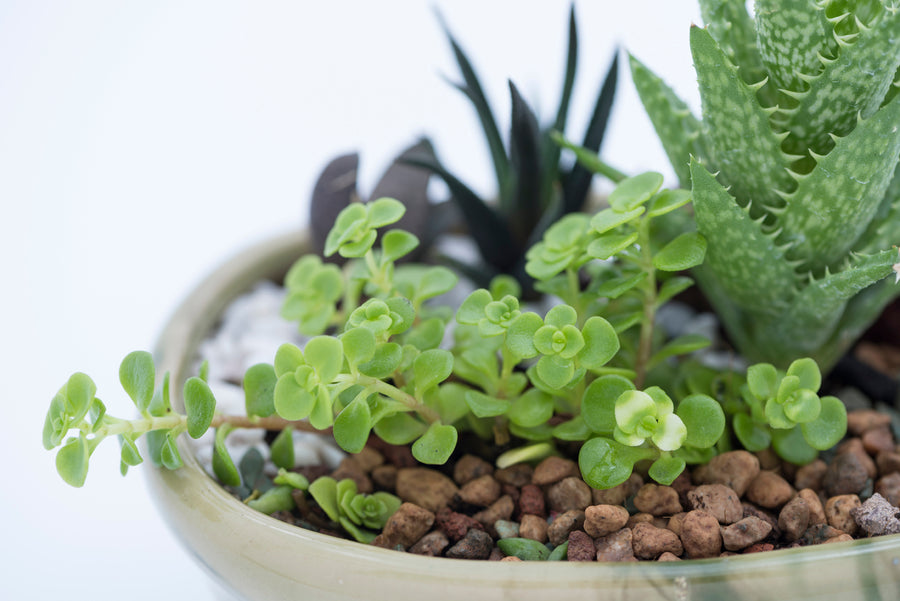Succulent Bowls