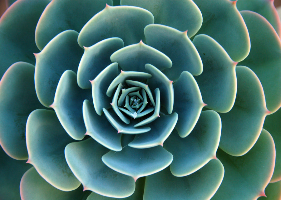 Succulents
