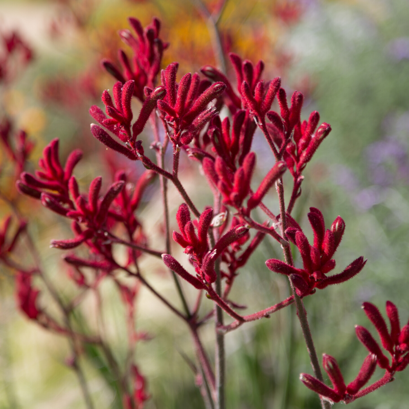 Kangaroo Paws – Gro Urban Oasis