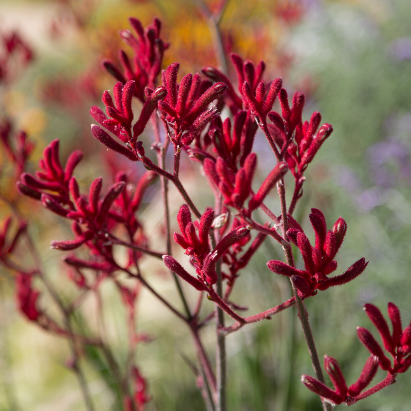 Kangaroo Paws