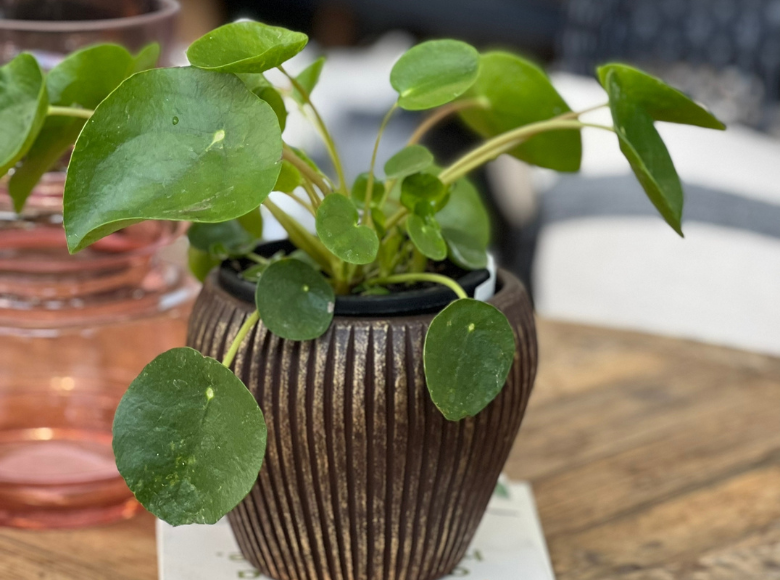 Chinese Money Plant 'Pilea Peperomioides'