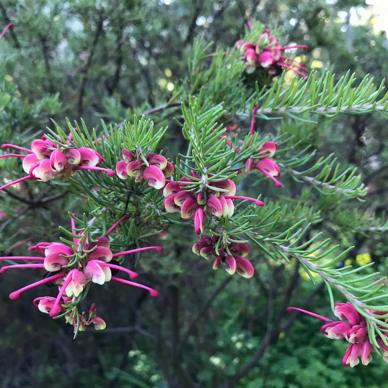Grevilleas