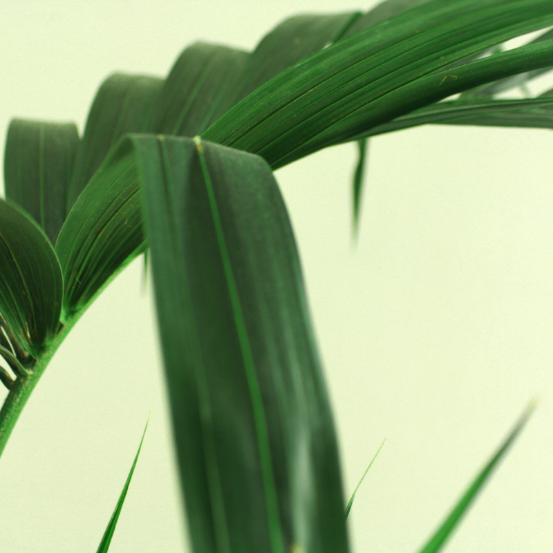 Kentia Palms