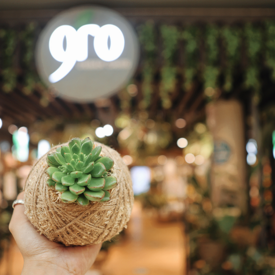 Indoor Plants for Spring