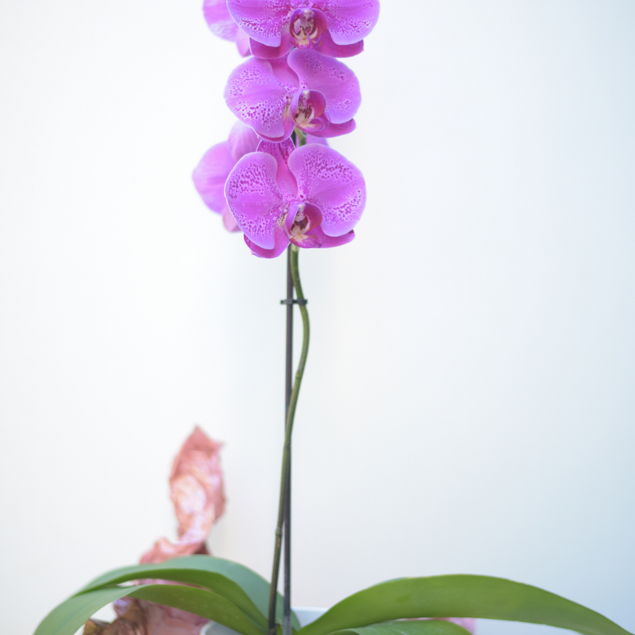 Moth Orchids on Mother’s Day