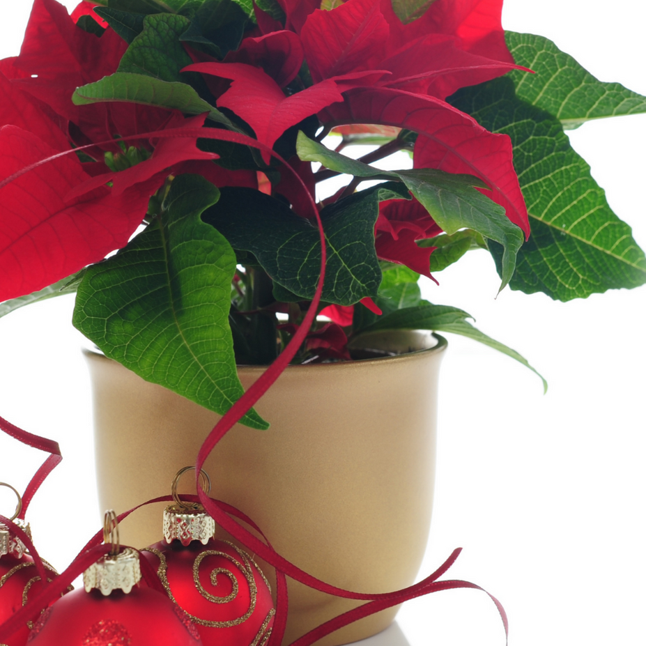 Top 5 Christmas Decorating Tips